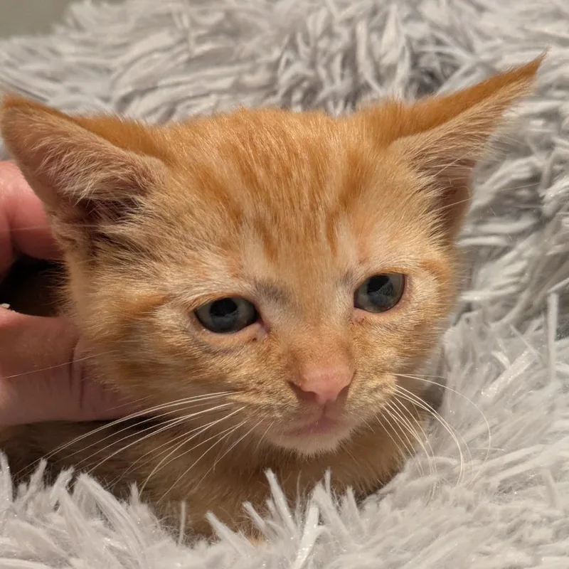 A baby small-sized female Orange / Red Domestic Short Hair cat named Cloudy C for adoption in Princeton, MN
