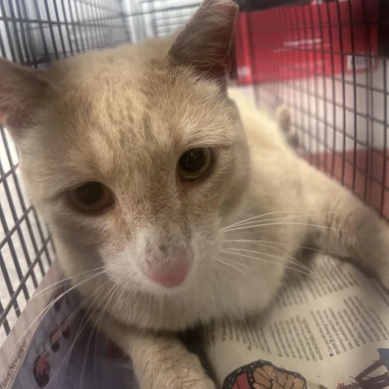 An adult large-sized female Orange / Red Domestic Short Hair cat named Marty for adoption in Philadelphia, PA