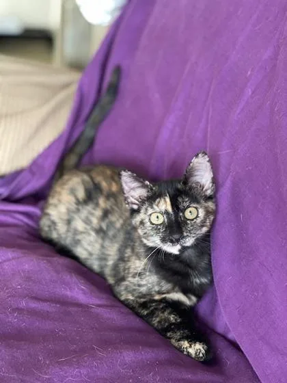 A baby small-sized female Domestic Short Hair cat named Carmella for adoption in Honolulu, HI