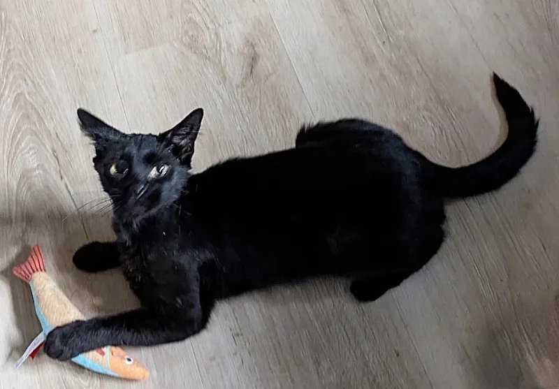 An adult medium-sized female Black Domestic Short Hair cat named Savvy for adoption in Georgetown, KY
