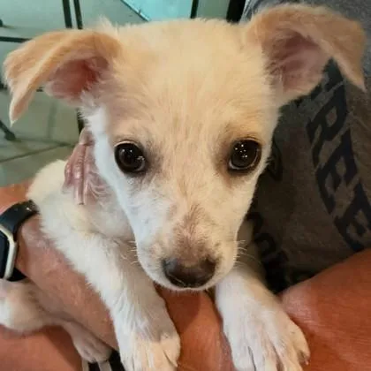 A baby small-sized female Mixed Breed dog named Abby Flea Miller for adoption in Pleasanton, CA