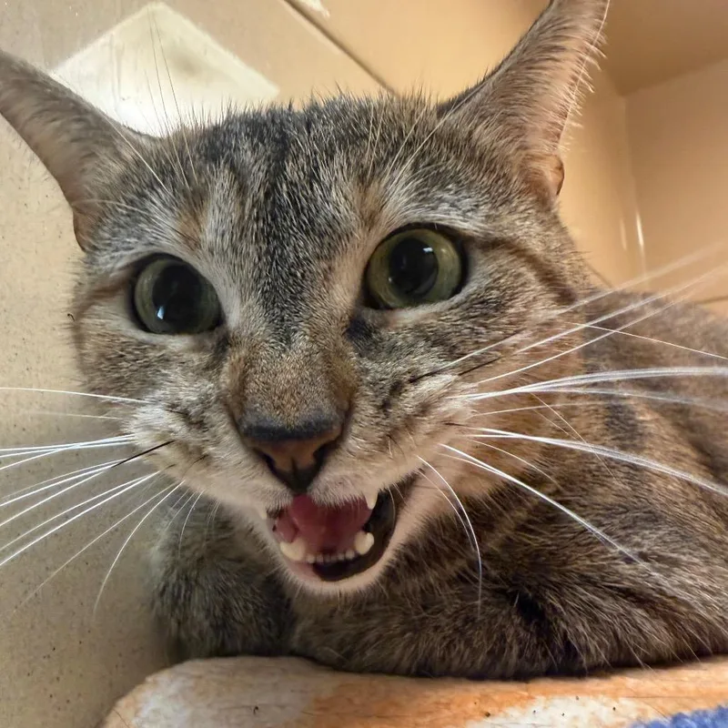 An adult large-sized female Calico Domestic Short Hair cat named Birdie for adoption in Beckley, WV