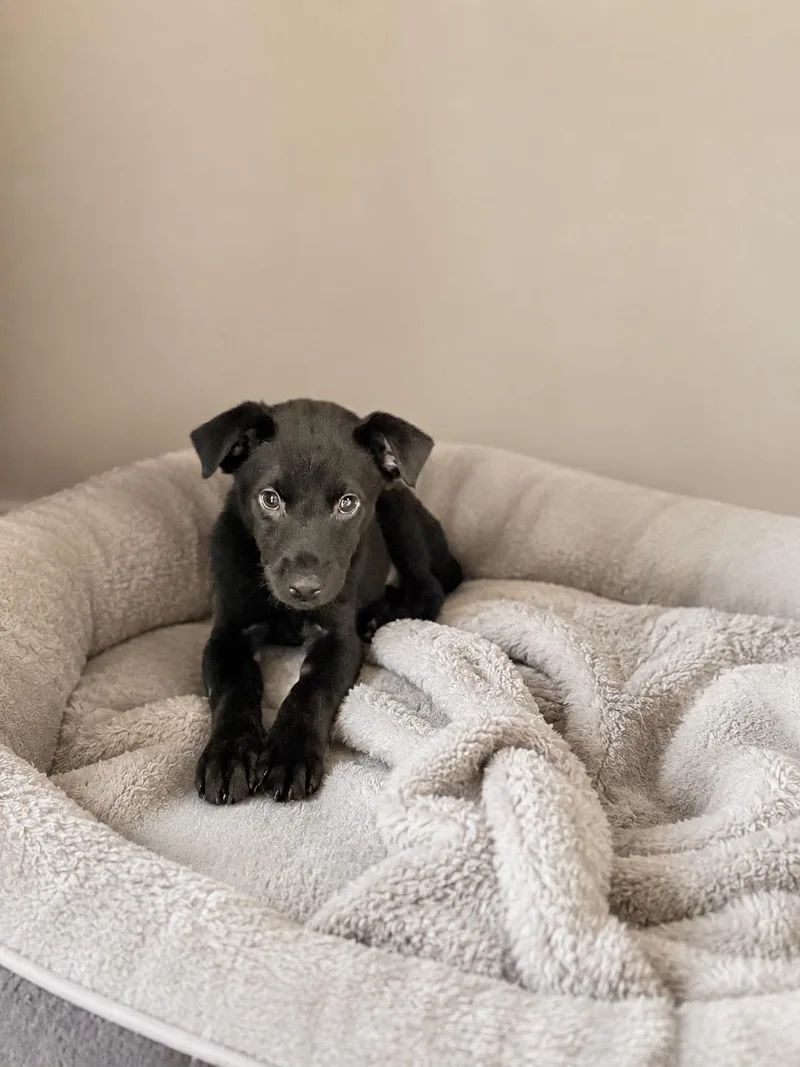 An adult small-sized male Black Rat Terrier dog named Cane for adoption in Baton Rouge, LA