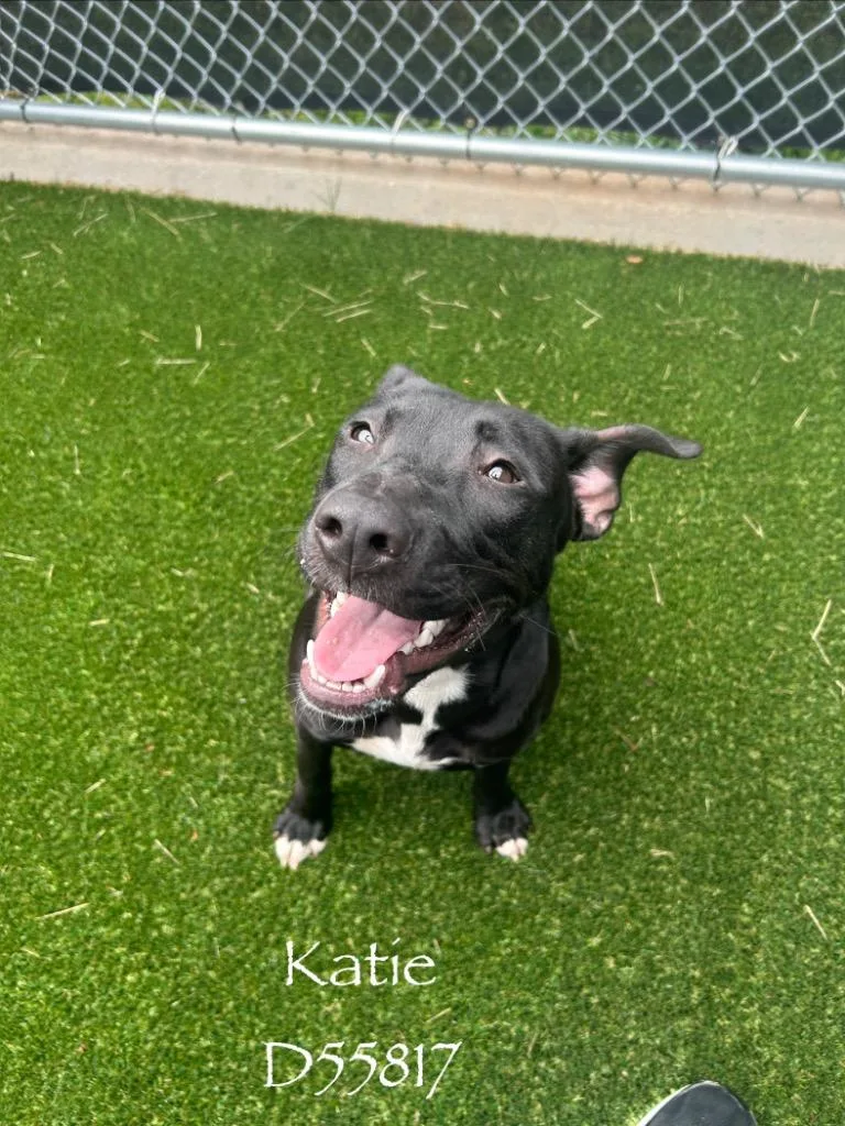 A baby medium-sized female Mixed Breed dog named Katie for adoption in Clarksville, TN