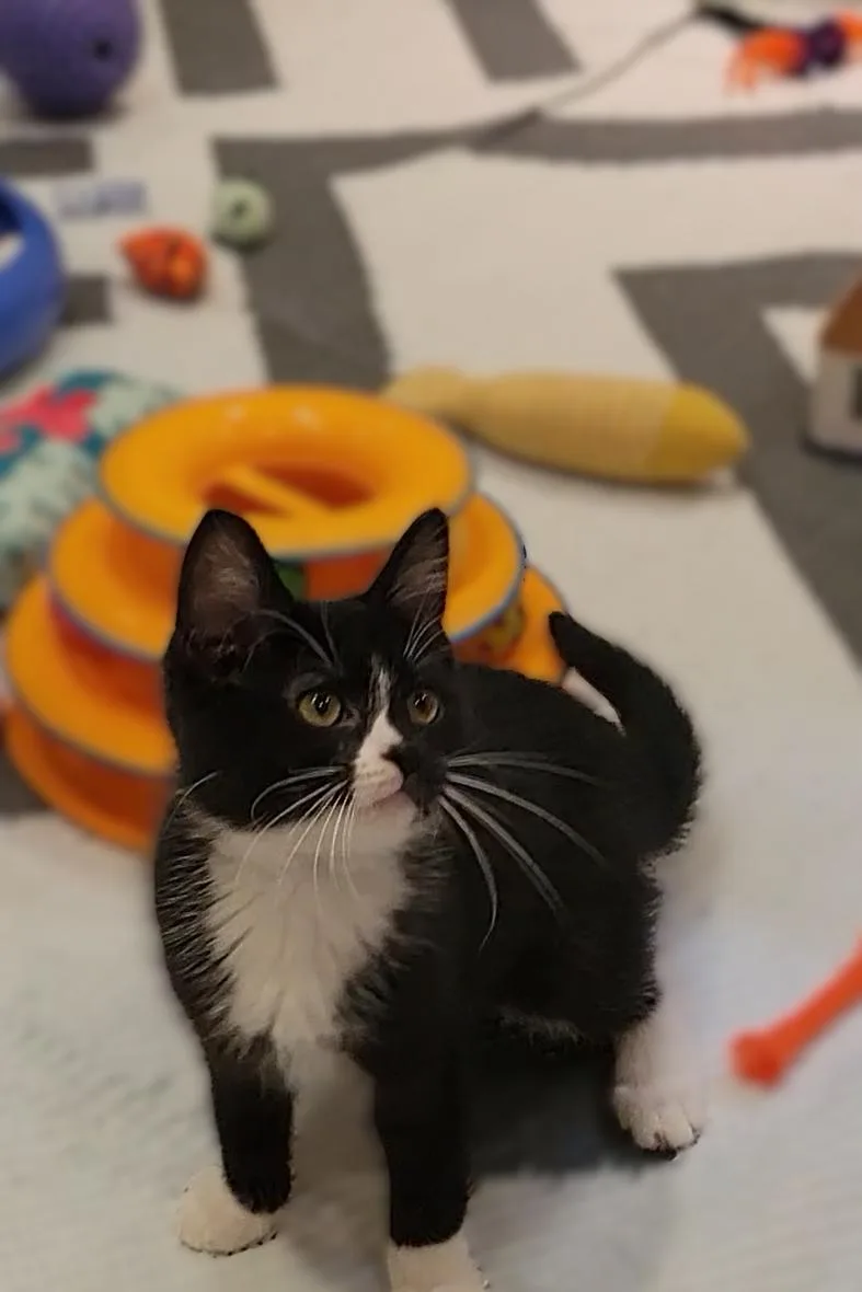 A baby medium-sized female Black & White / Tuxedo Domestic Short Hair cat named Tootsie for adoption in OVERLAND PARK, KS