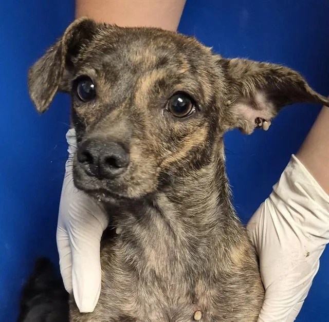 A young small-sized female Terrier dog named Puddles for adoption in Bakersfield, CA