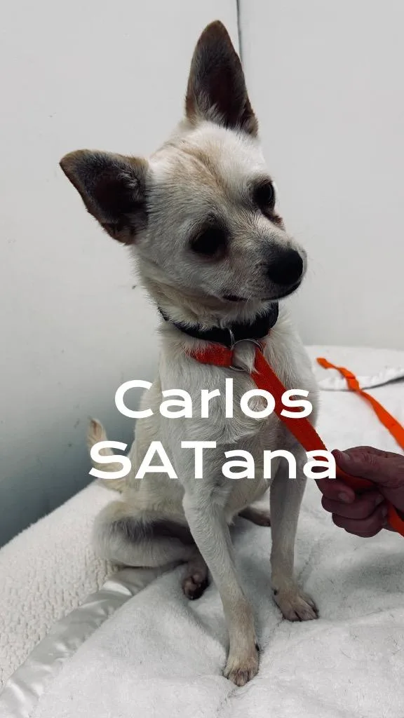 A baby small-sized male Chihuahua dog named Carlos SATana for adoption in Jacksonville, IL