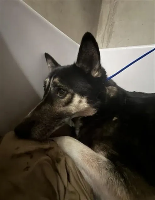 An adult medium-sized female German Shepherd Dog dog named Leanne for adoption in San Bernardino, CA