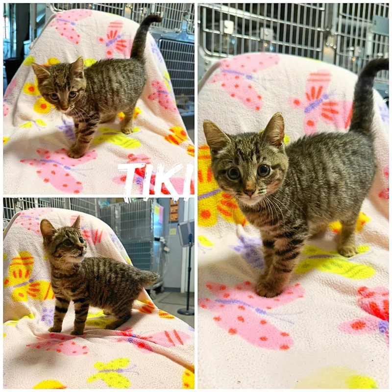 A baby medium-sized female Tabby (Buff / Tan / Fawn) Domestic Short Hair cat named Tiki for adoption in Saint James, MO