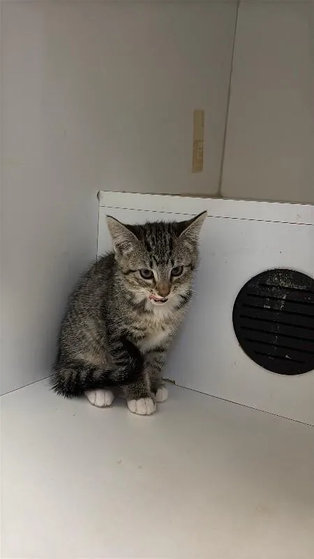 A young medium-sized female Brown / Chocolate Domestic Short Hair cat named Blanche for adoption in Haines, AK