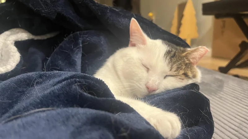 An adult medium-sized male Domestic Short Hair cat named Ozzy for adoption in Brooklyn, NY