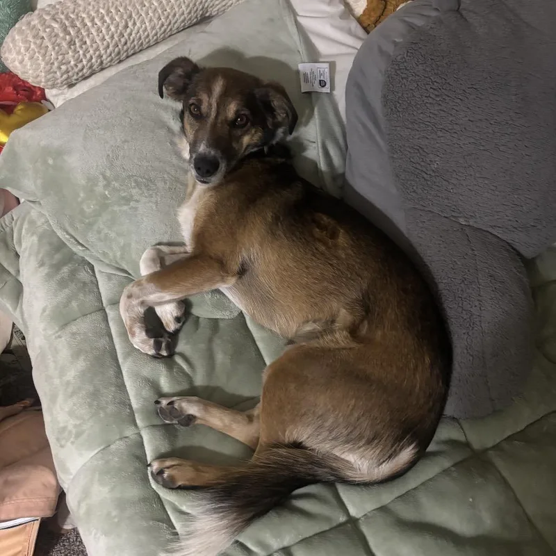 An adult medium-sized female Brown / Chocolate Collie dog named Roxy Butler Campus! for adoption in Flagstaff, AZ