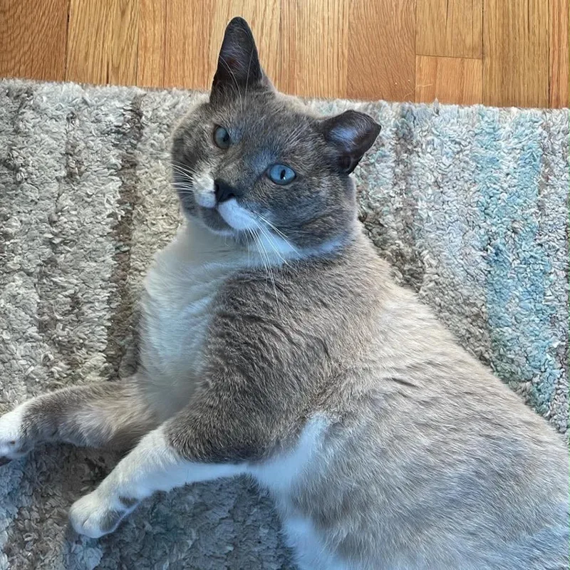 Ozzy Man FIV+