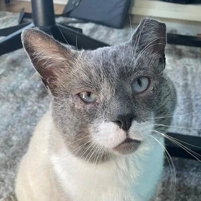 Ozzy Man  FIV+ thumbnail 2