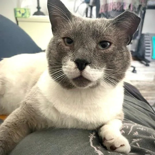 Ozzy Man  FIV+ thumbnail 3