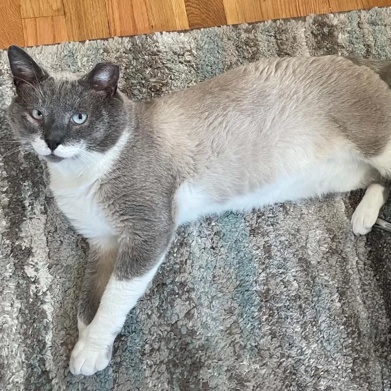 Ozzy Man  FIV+ thumbnail 5