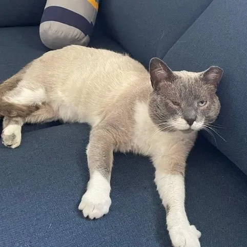 Ozzy Man  FIV+ thumbnail 6
