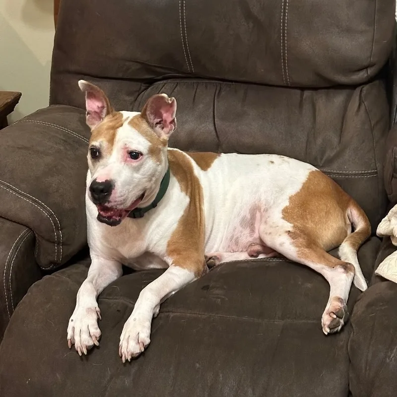 An adult large-sized male White / Cream American Bulldog dog named Petey aka "Sweetie Petey" for adoption in Kingwood, TX