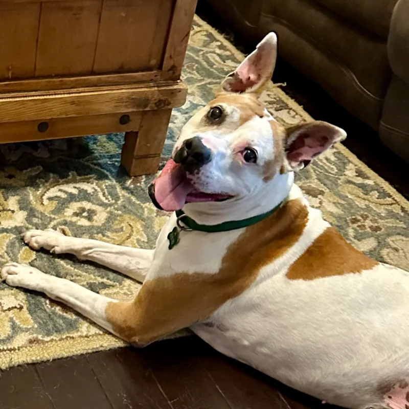 Petey aka "Sweetie Petey" thumbnail 3