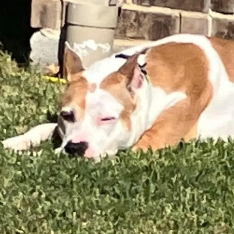 Petey aka "Sweetie Petey" thumbnail 5