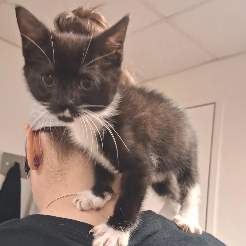 A baby small-sized female Black Domestic Short Hair cat named Pop Culture for adoption in York, PA