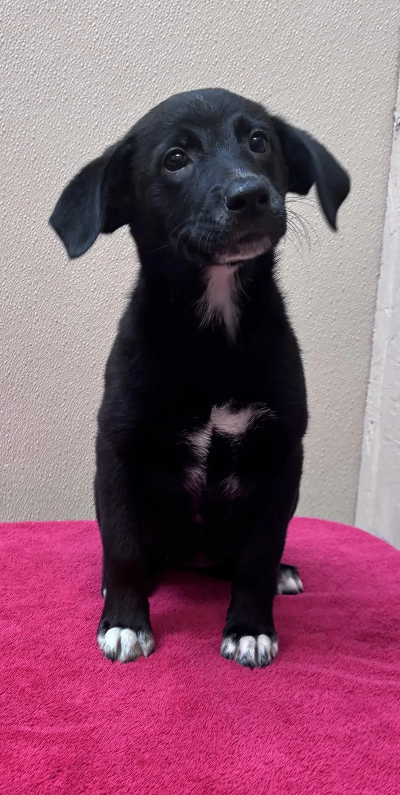A baby medium-sized female Black Border Collie dog named Hattie for adoption in Watertown, CT