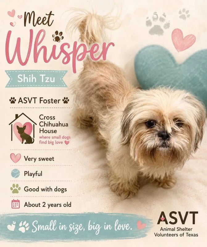 A young small-sized female Shih Tzu dog named Whisper for adoption in Montgomery, TX