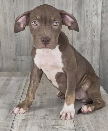 An adult small-sized female Terrier dog named Cara for adoption in Shreveport, LA