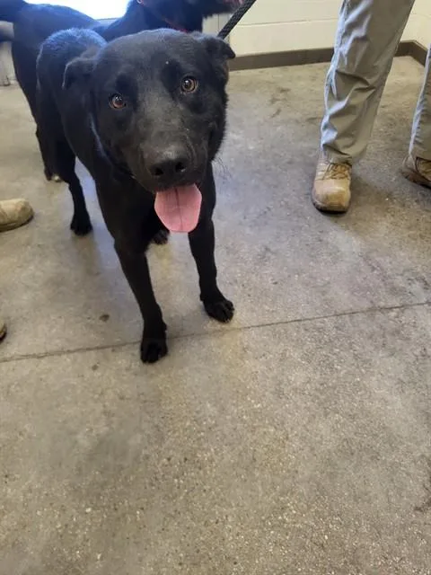 A young medium-sized male Labrador Retriever dog named Joker for adoption in Tucson, AZ