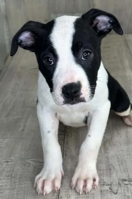 An adult small-sized female Terrier dog named Turtle for adoption in Shreveport, LA