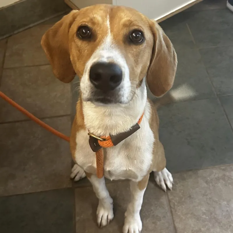 A young medium-sized female Yellow / Tan / Blond / Fawn Mixed Breed dog named Honey Bunny for adoption in Chattanooga, TN