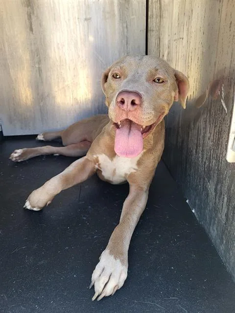 An adult medium-sized female Weimaraner dog named Catalina for adoption in San Antonio, TX
