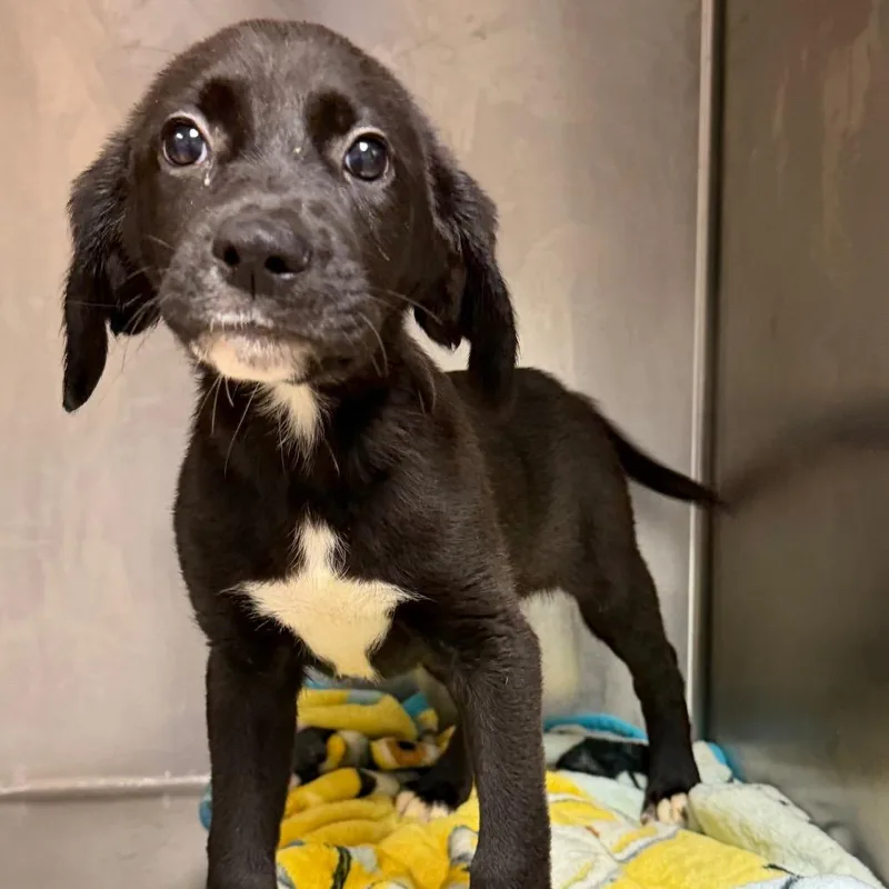 A baby small-sized male Black Hound dog named Duckie for adoption in Pasadena , MD