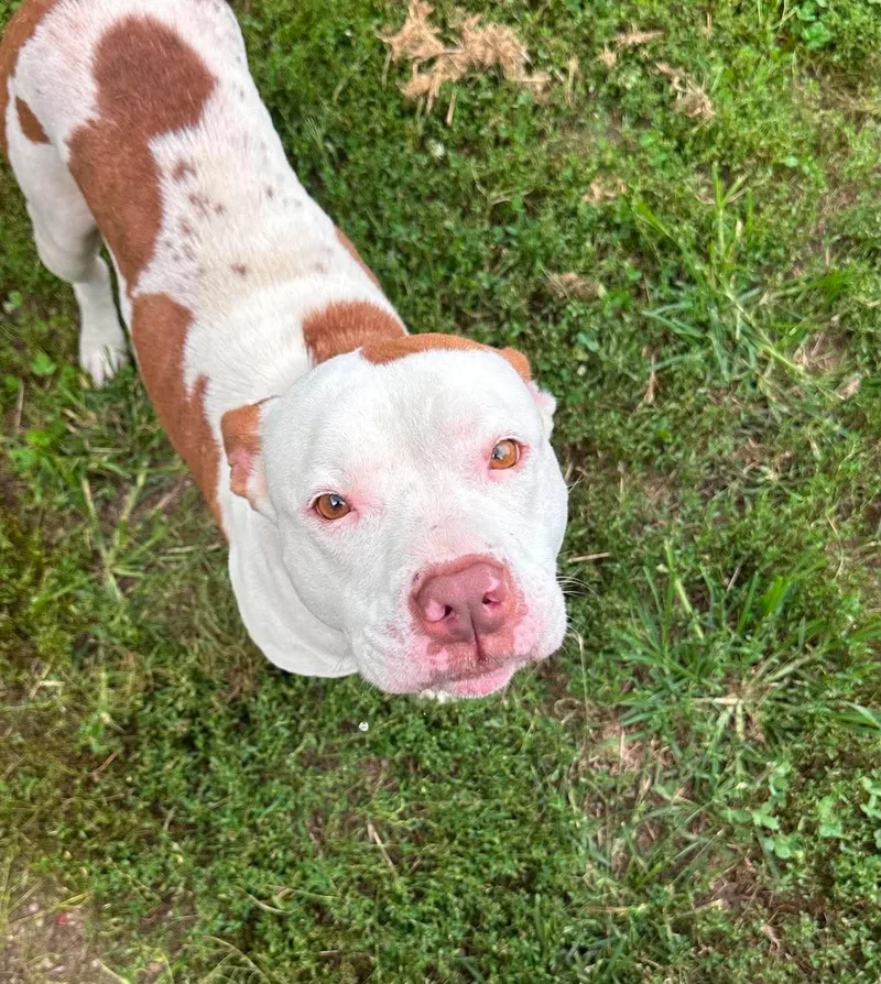 An adult medium-sized female Pit Bull Terrier dog named Nadja for adoption in Covington, VA