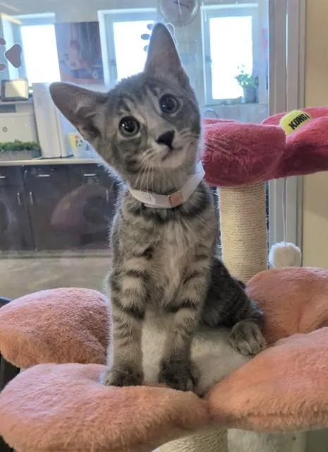 A baby medium-sized female Domestic Short Hair cat named Penny for adoption in Lancaster, CA