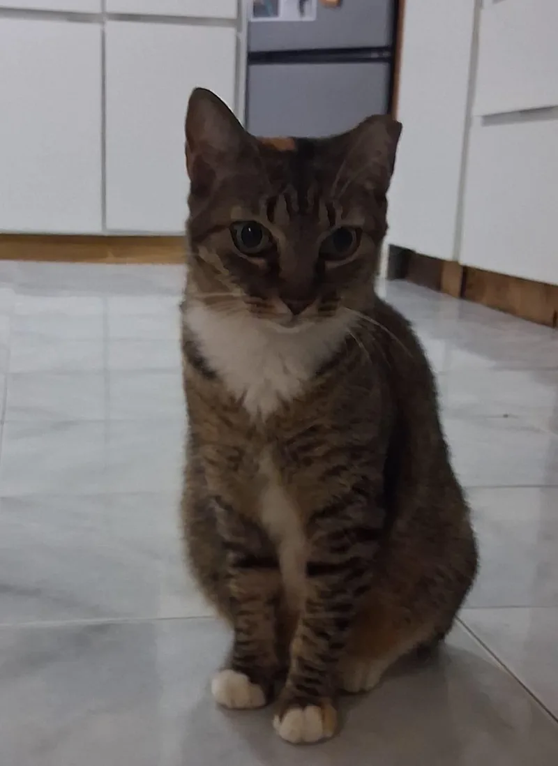 A young medium-sized female Tabby (Buff / Tan / Fawn) Domestic Short Hair cat named Princess for adoption in Franklin, MA