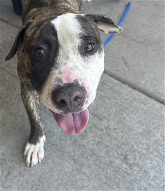 A young medium-sized female Pit Bull Terrier dog named Gladys for adoption in Tucson, AZ