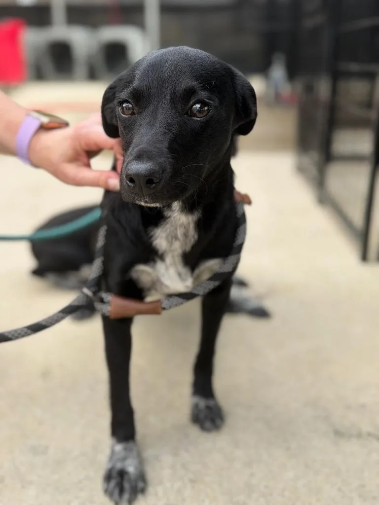A young small-sized female Affenpinscher dog named Petunia for adoption in North Syracuse, NY