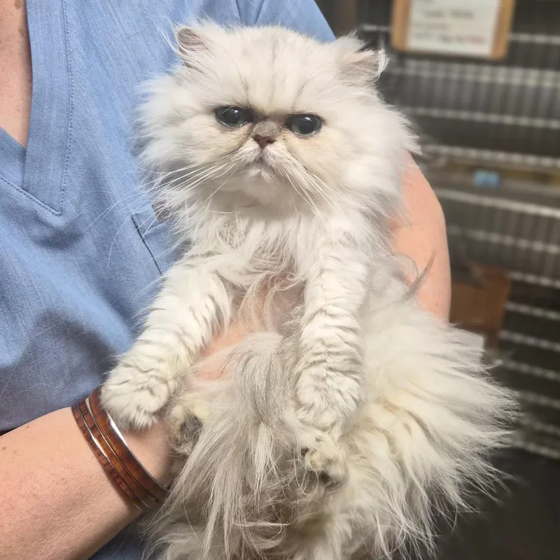 An adult small-sized female Gray / Blue / Silver Persian cat named Vintage for adoption in Wahiawa, HI