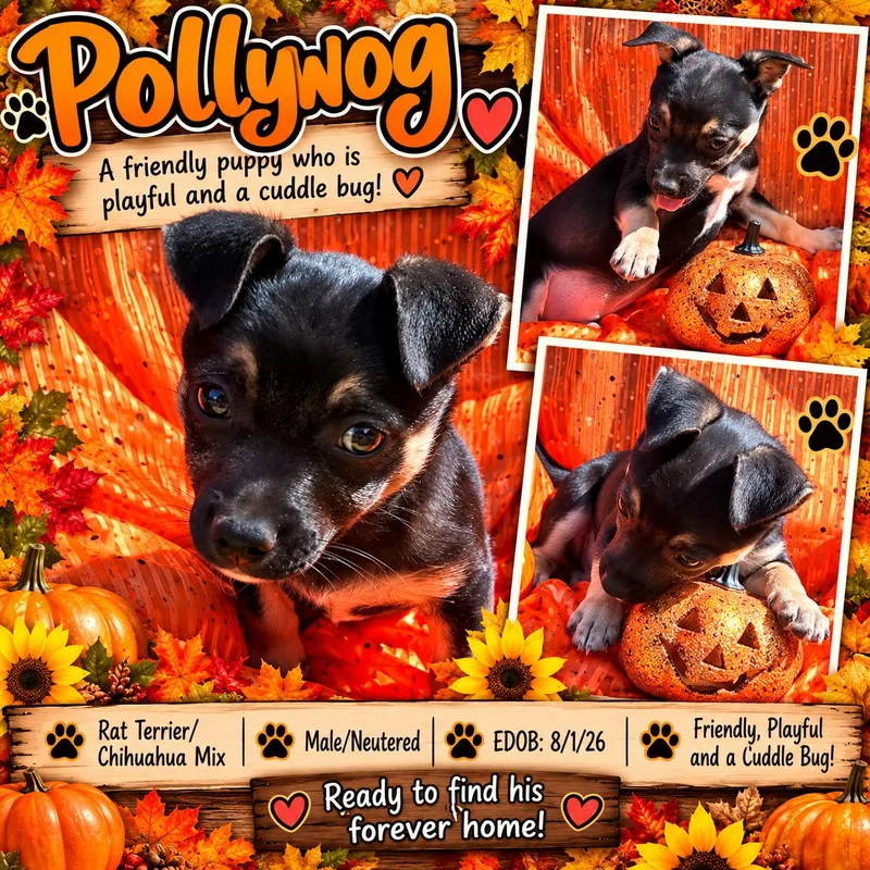 Pollywog WAT thumbnail 2