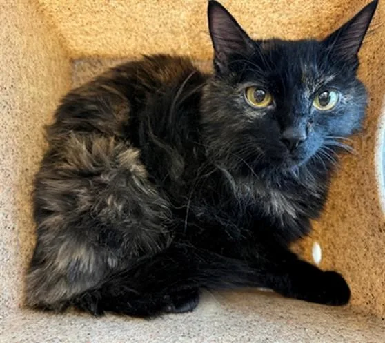 A young medium-sized female Domestic Short Hair cat named Mia for adoption in Lancaster, CA