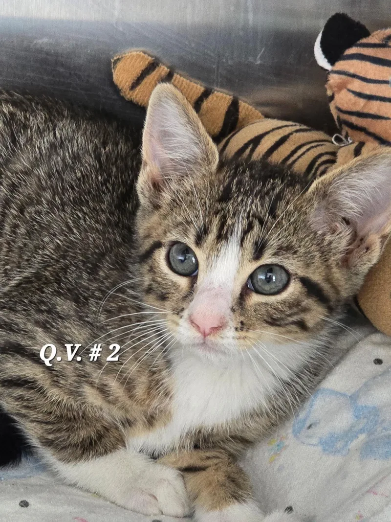 A baby small-sized female Tabby (Gray / Blue / Silver) Domestic Short Hair cat named Qv for adoption in Mingus, TX