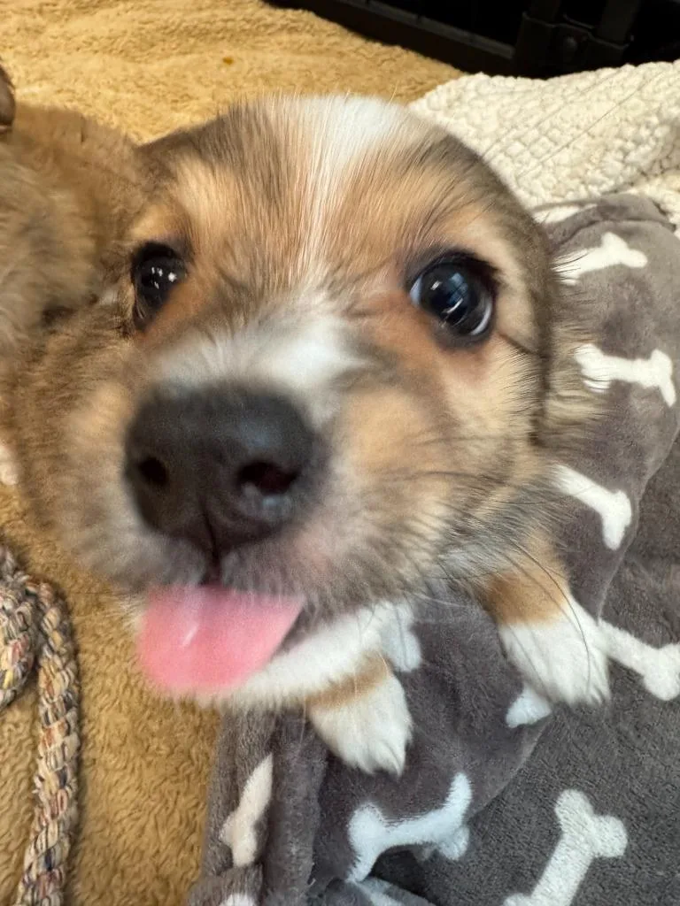 A baby small-sized female Chihuahua dog named Sonnet for adoption in Phoenix, AZ