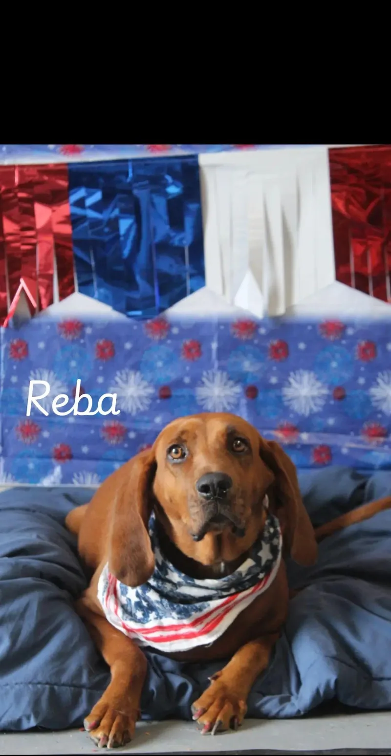 An adult large-sized female Red / Chestnut / Orange Redbone Coonhound dog named Reba for adoption in Berea, KY