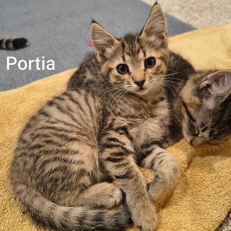 A baby small-sized female Brown / Chocolate Domestic Short Hair cat named Portia for adoption in Ferndale, WA
