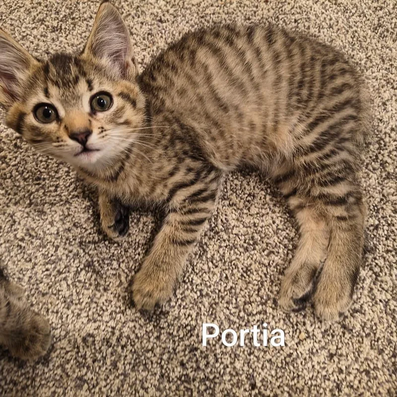 Portia thumbnail 3