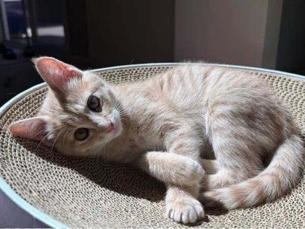 A baby small-sized female Domestic Short Hair cat named Buffy for adoption in Palo Alto, CA