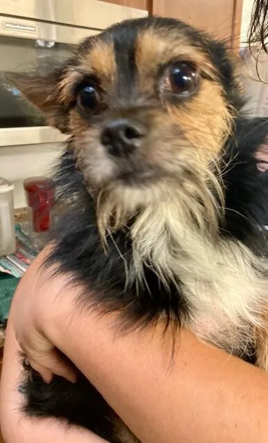 An adult small-sized male Mixed Breed dog named Ozzy for adoption in Cincinnati, OH