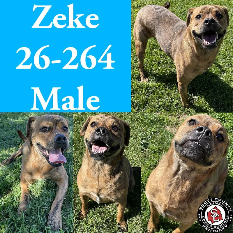 An adult large-sized male Pit Bull Terrier dog named Zeke for adoption in Georgetown, KY