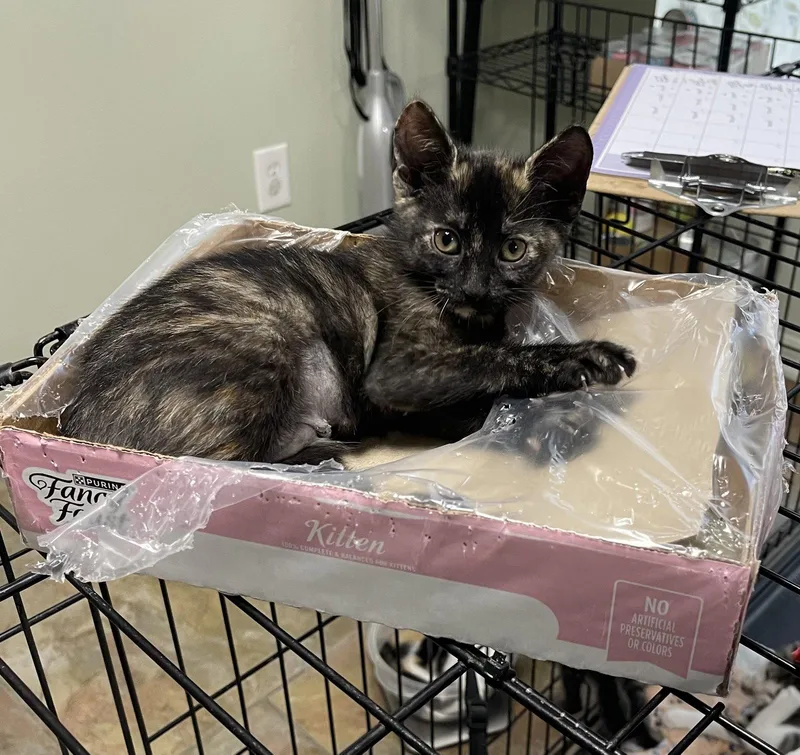 A baby medium-sized female Domestic Short Hair cat named Cherry for adoption in Oviedo, FL